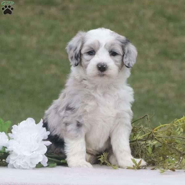 Daisy, Mini Sheepadoodle Puppy
